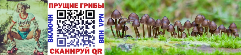закладка  Рязань  Галлюциногенные грибы Psilocybe 
